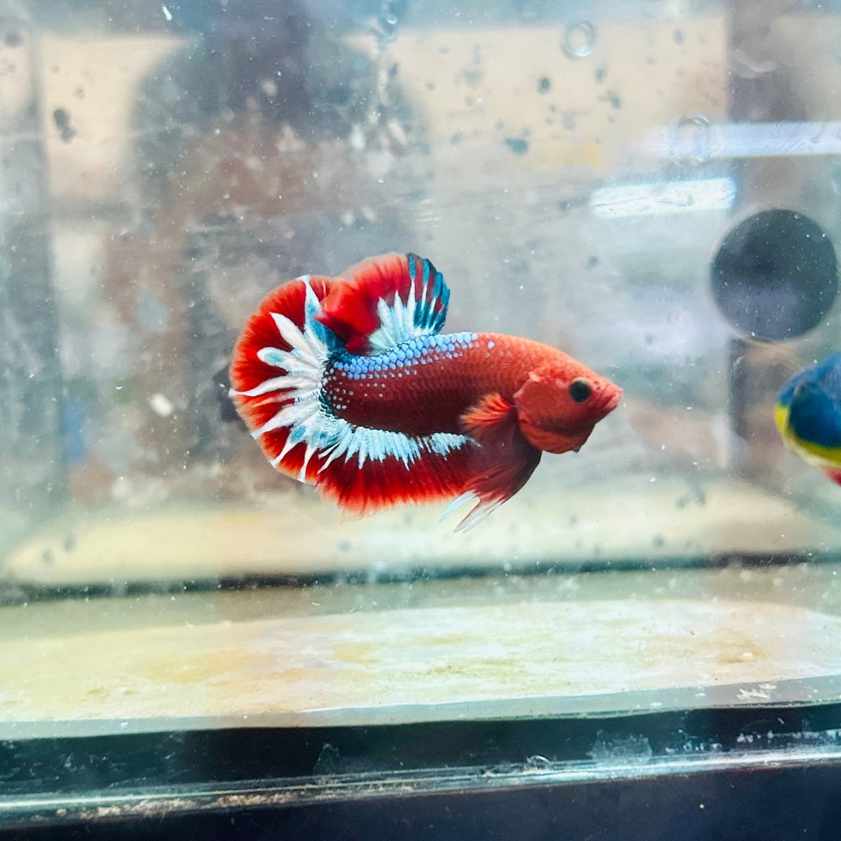 Plakat Red Fancy Hellboy Male Betta #063