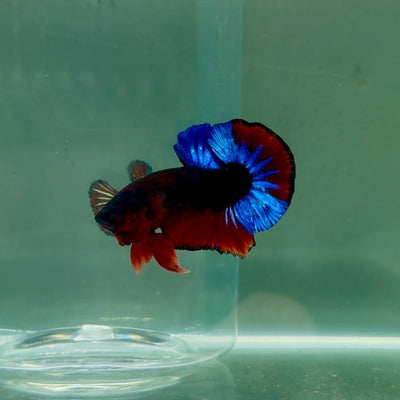 Plakat Red Fancy Hellboy Male Betta F08