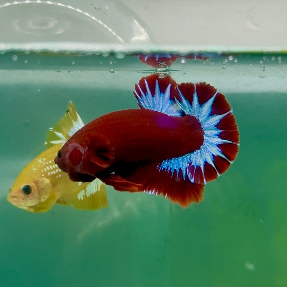 Plakat Red Fancy Hellboy Male Betta Ma08