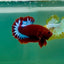 Plakat Red Fancy Hellboy Male Betta Ma08