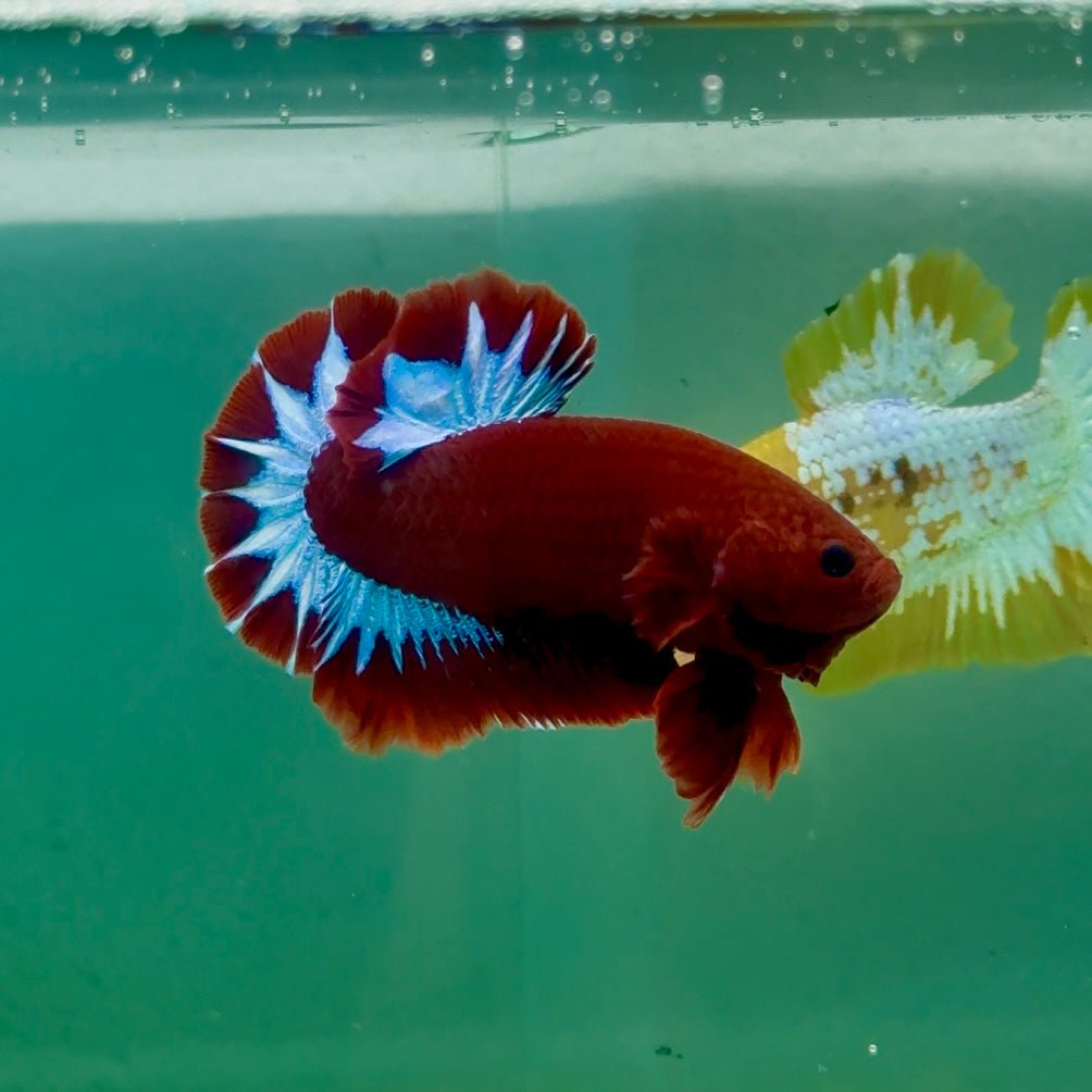 Plakat Red Fancy Hellboy Male Betta Ma08