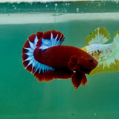 Plakat Red Fancy Hellboy Male Betta Ma08