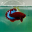 Plakat Red Fancy Hellboy Male Betta Ma08