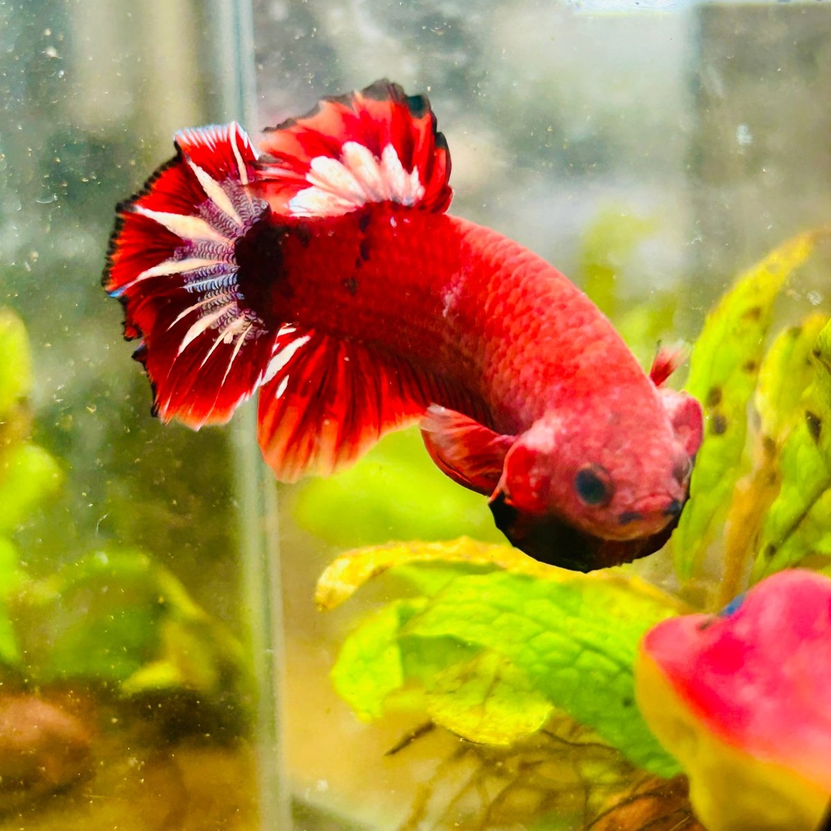 Plakat Red Fancy Male Betta 027 Male betta