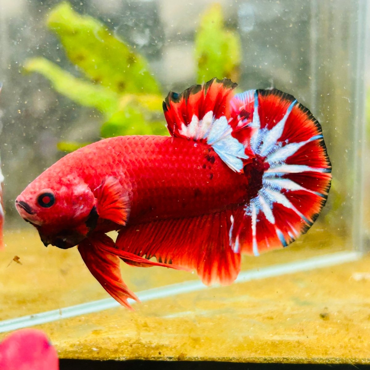 Plakat Red Fancy Male Betta 027 Male betta