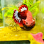 Plakat Red Fancy Male Betta 027 Male betta