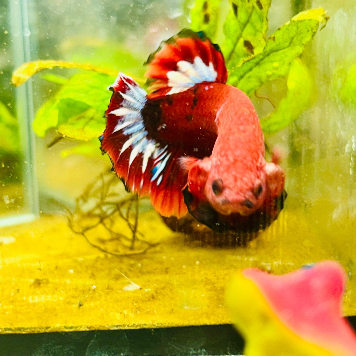 Plakat Red Fancy Male Betta 027 Male betta