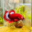 Plakat Red Fancy Male Betta 027 Male betta