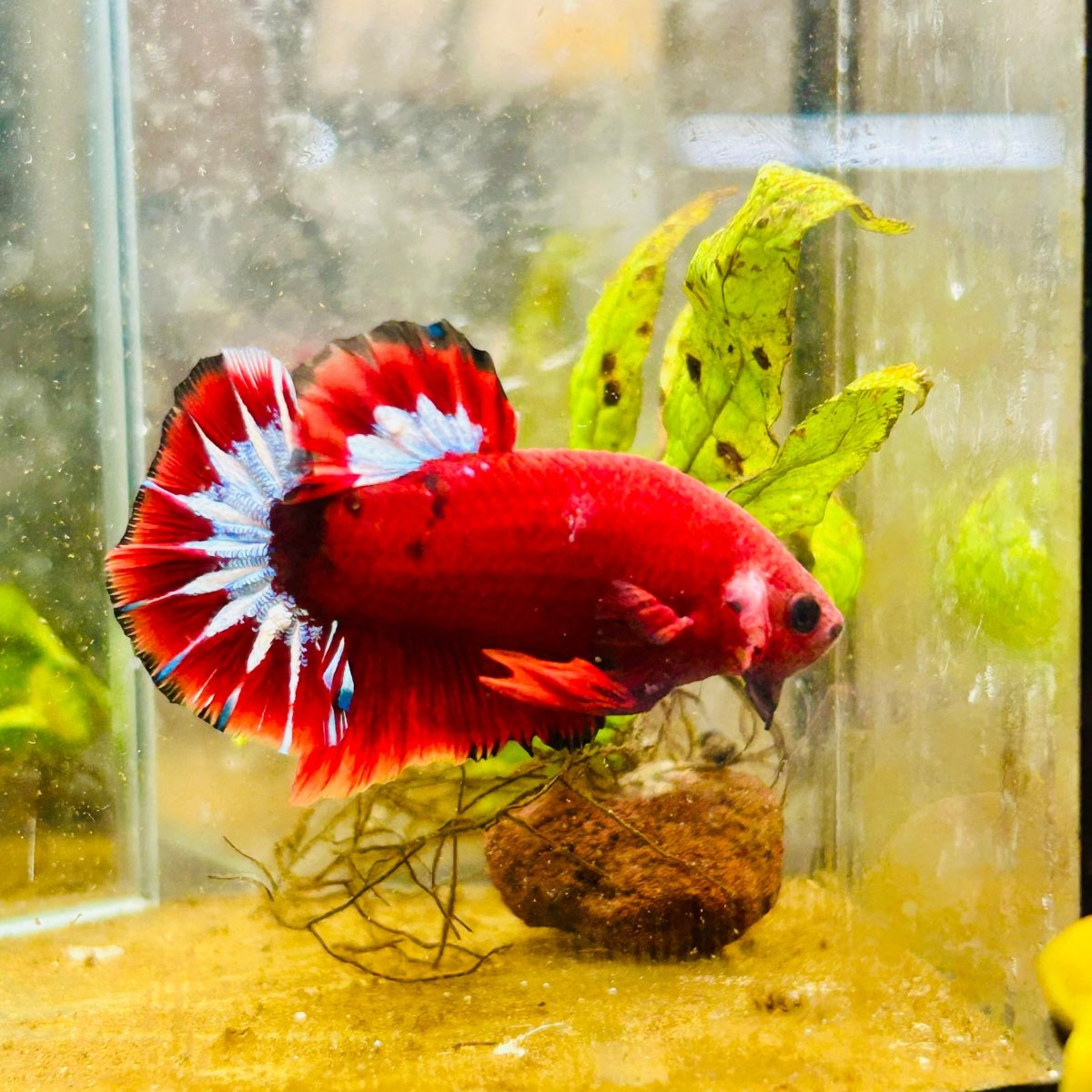 Plakat Red Fancy Male Betta 027 Male betta