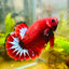 Plakat Red Fancy Male Betta 027 Male betta