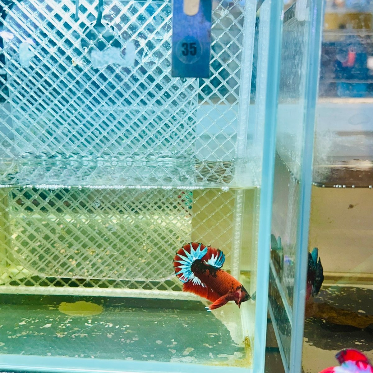 Plakat Red Fancy Male Betta #035