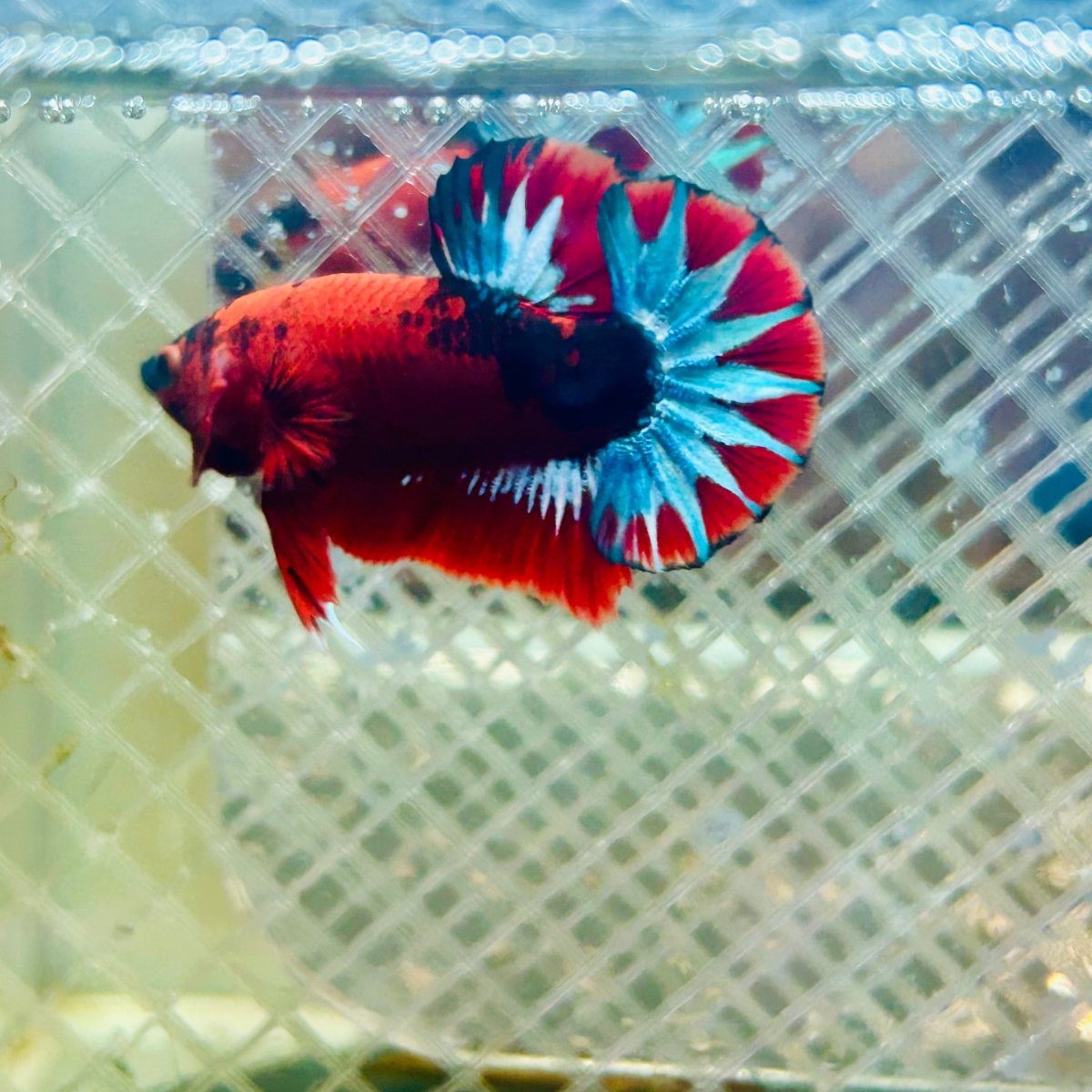 Plakat Red Fancy Male Betta #035