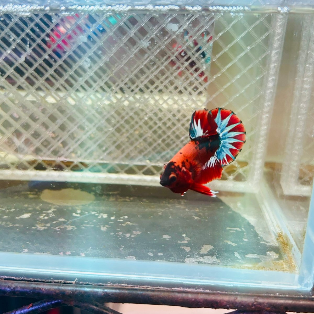 Plakat Red Fancy Male Betta #035