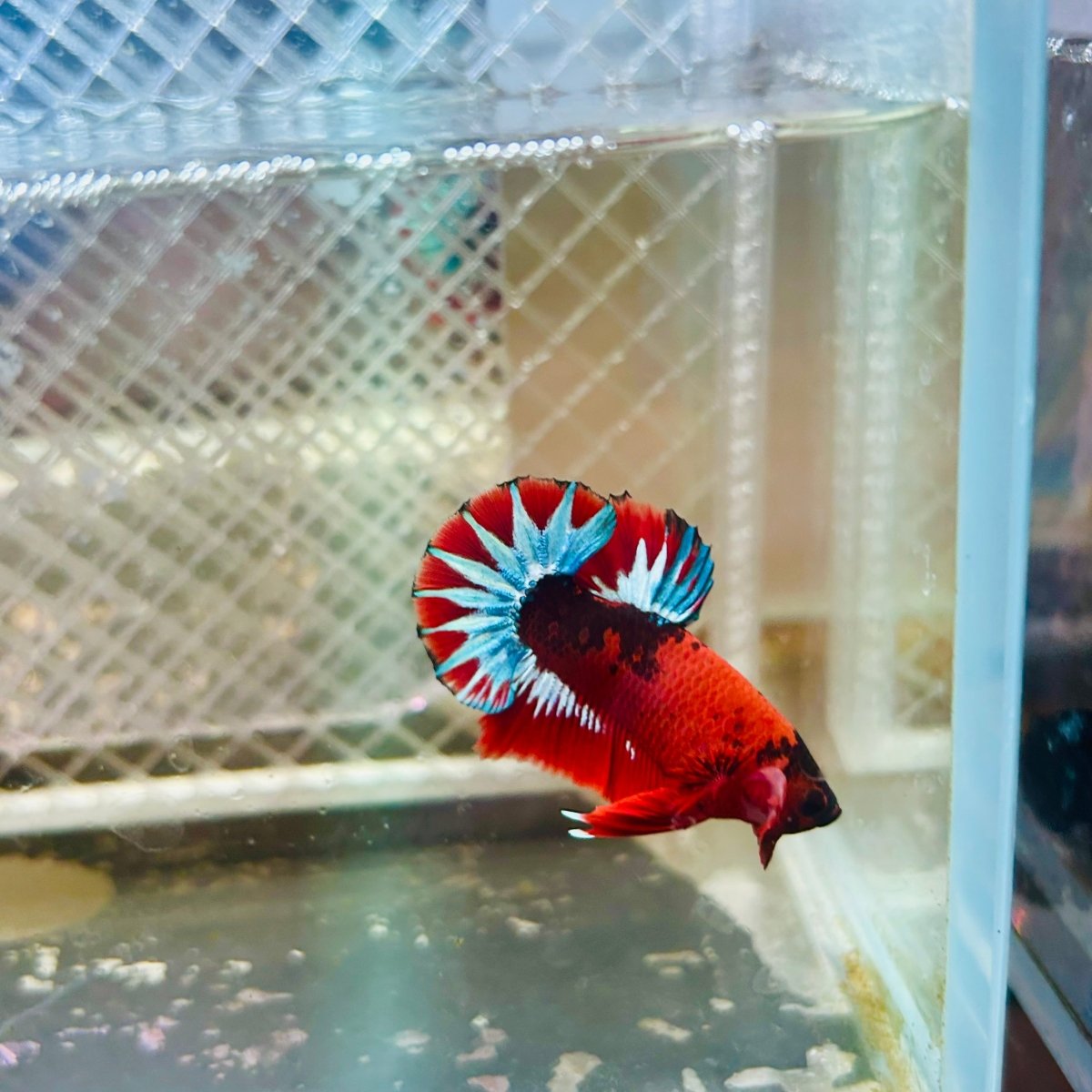 Plakat Red Fancy Male Betta 035 Male betta