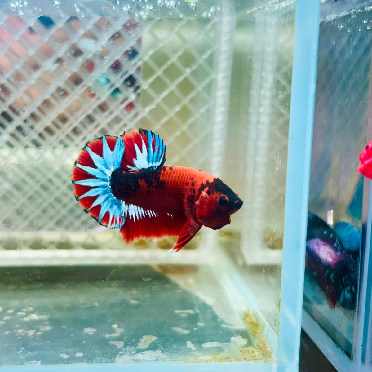 Plakat Red Fancy Male Betta #035