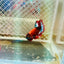 Plakat Red Fancy Male Betta 035 Male betta