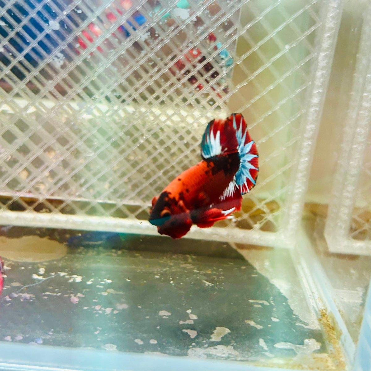 Plakat Red Fancy Male Betta 035 Male betta