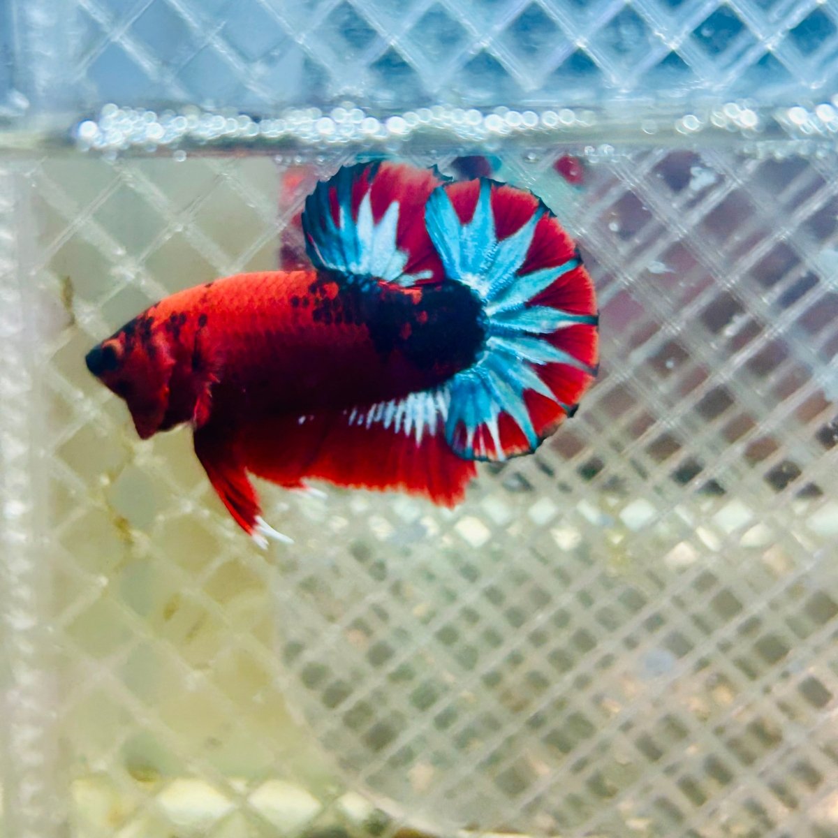 Plakat Red Fancy Male Betta 035 Male betta