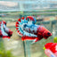 Plakat Red Fancy Male Betta 076 Live Betta Fish Male betta