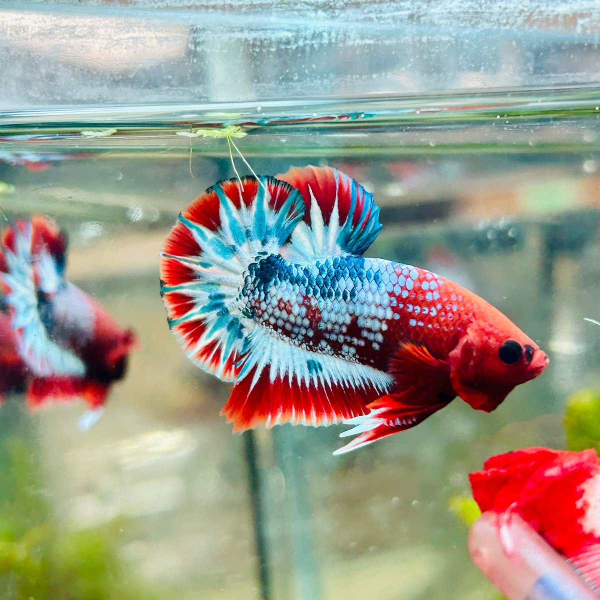 Plakat Red Fancy Male Betta 076 Live Betta Fish Male betta