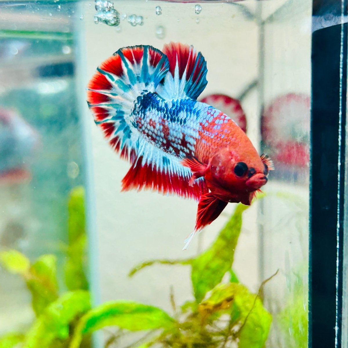 Plakat Red Fancy Male Betta 076 Live Betta Fish Male betta