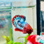 Plakat Red Fancy Male Betta 076 Live Betta Fish Male betta