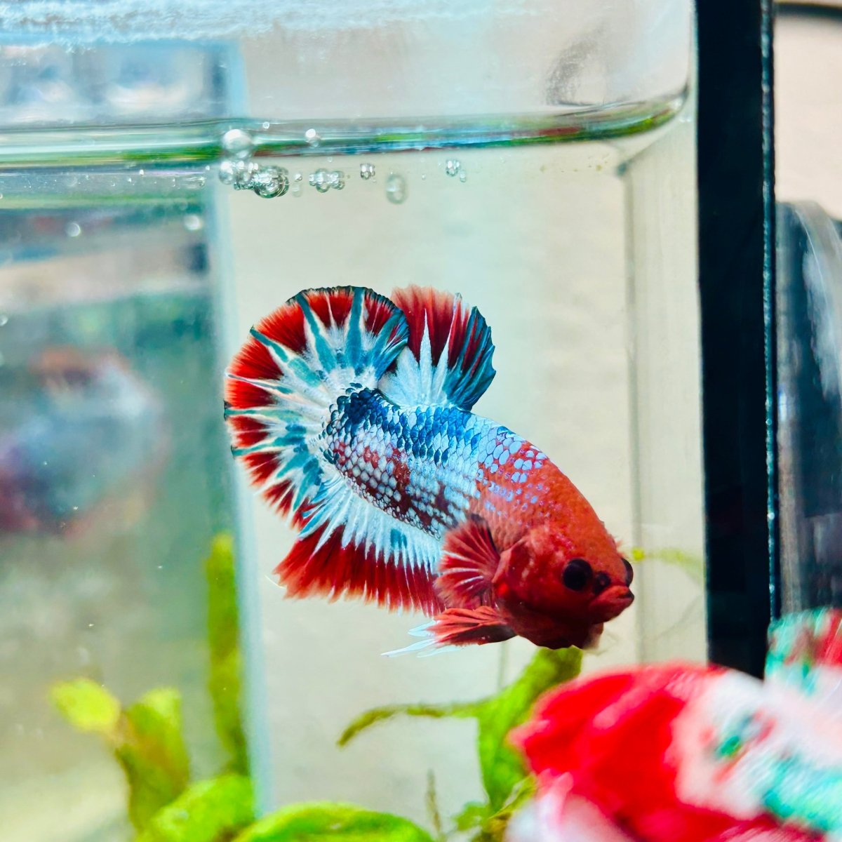 Plakat Red Fancy Male Betta 076 Live Betta Fish Male betta