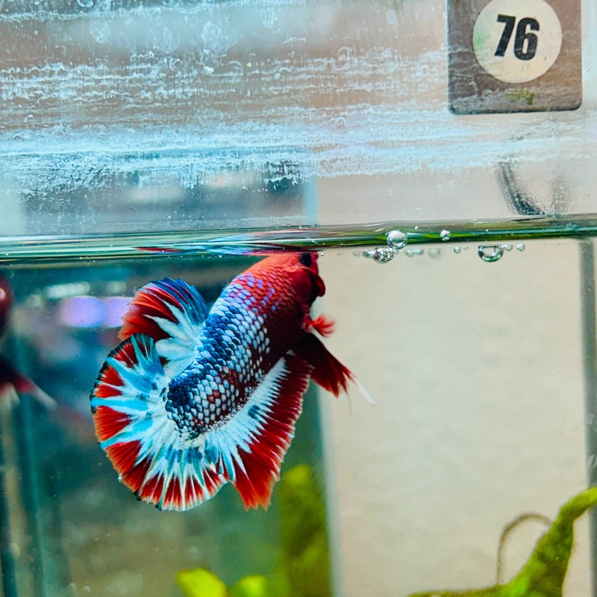 Plakat Red Fancy Male Betta 076 Live Betta Fish Male betta