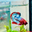 Plakat Red Fancy Male Betta 076 Live Betta Fish Male betta