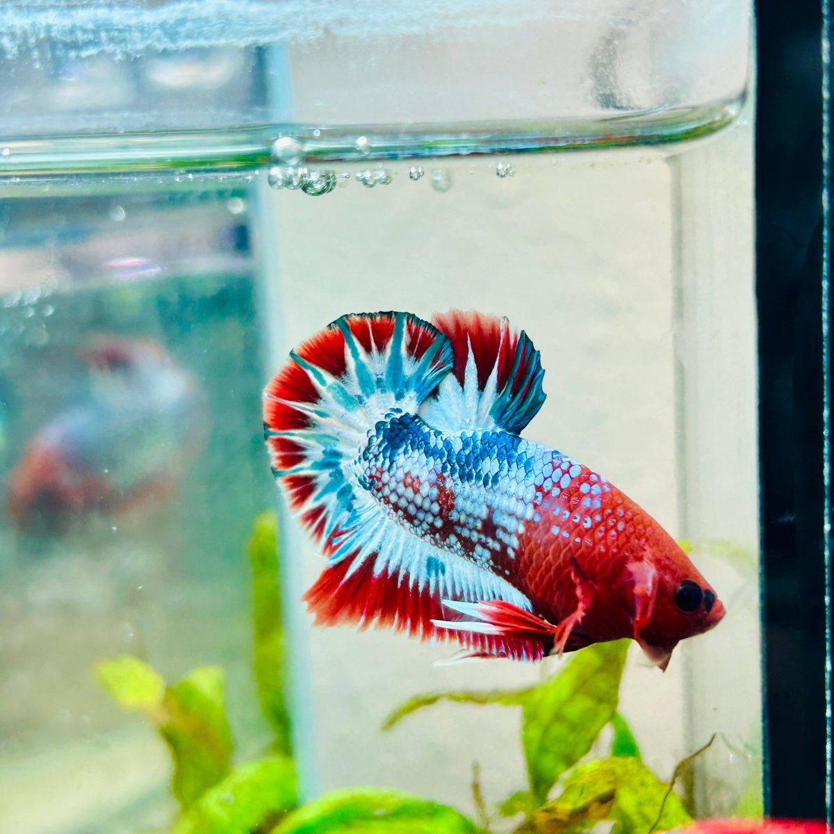 Plakat Red Fancy Male Betta 076 Live Betta Fish Male betta