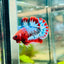 Plakat Red Fancy Male Betta 076 Live Betta Fish Male betta