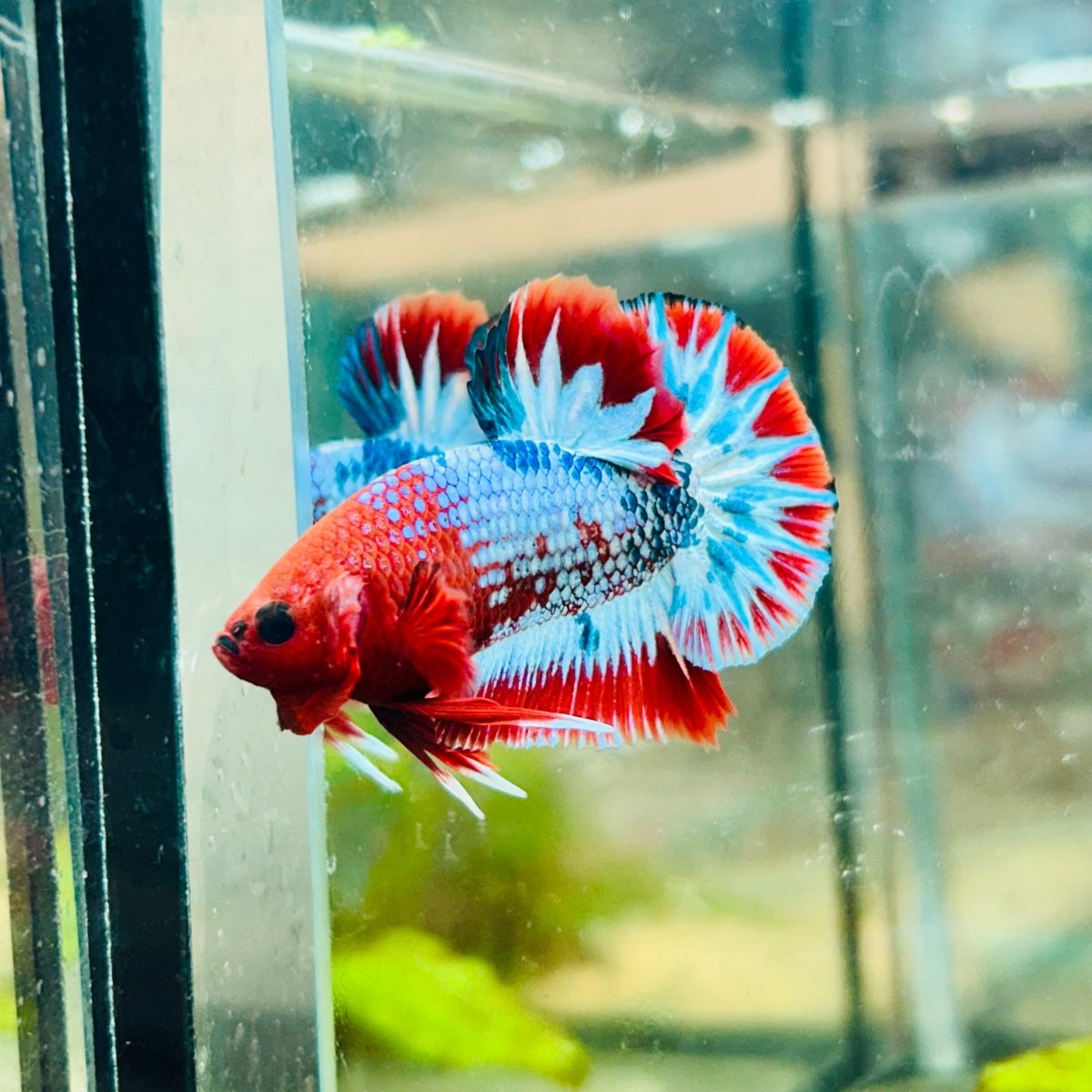Plakat Red Fancy Male Betta 076 Live Betta Fish Male betta