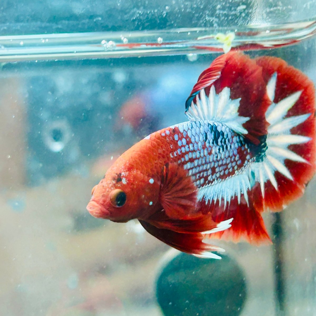 Plakat Red Fancy Male Betta #081