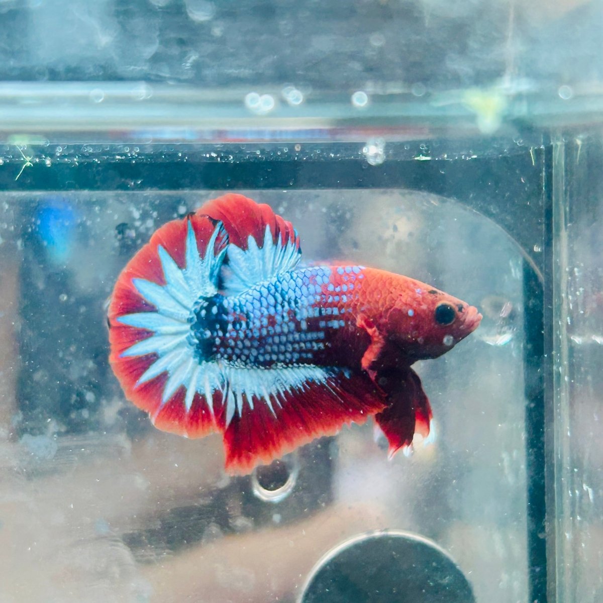 Plakat Red Fancy Male Betta #081