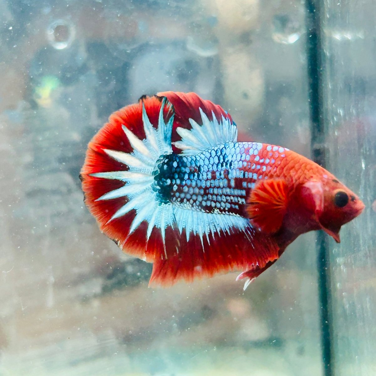 Plakat Red Fancy Male Betta #081