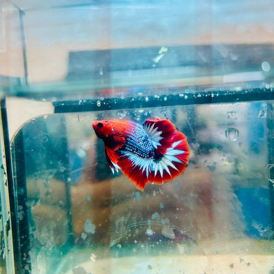 Plakat Red Fancy Male Betta 081 Live Betta Fish Male betta