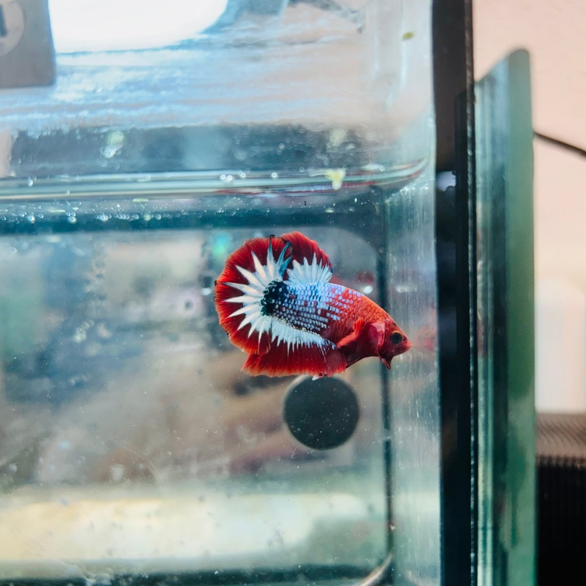 Plakat Red Fancy Male Betta #081