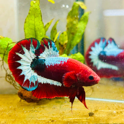Plakat Red Fancy Male Betta 083 Live Betta Fish Male betta
