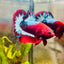 Plakat Red Fancy Male Betta 083 Live Betta Fish Male betta
