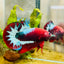 Plakat Red Fancy Male Betta 083 Live Betta Fish Male betta