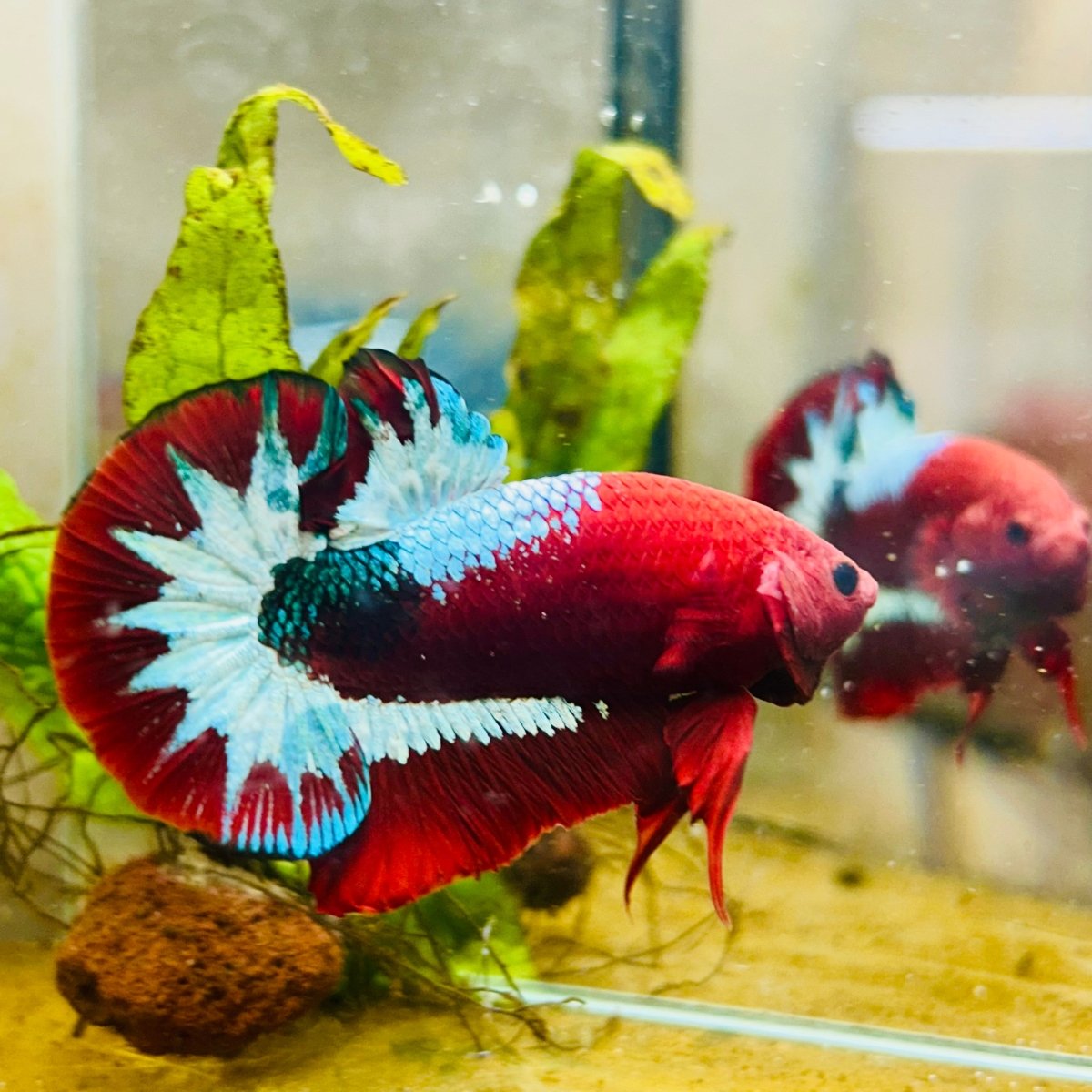 Plakat Red Fancy Male Betta 083 Live Betta Fish Male betta