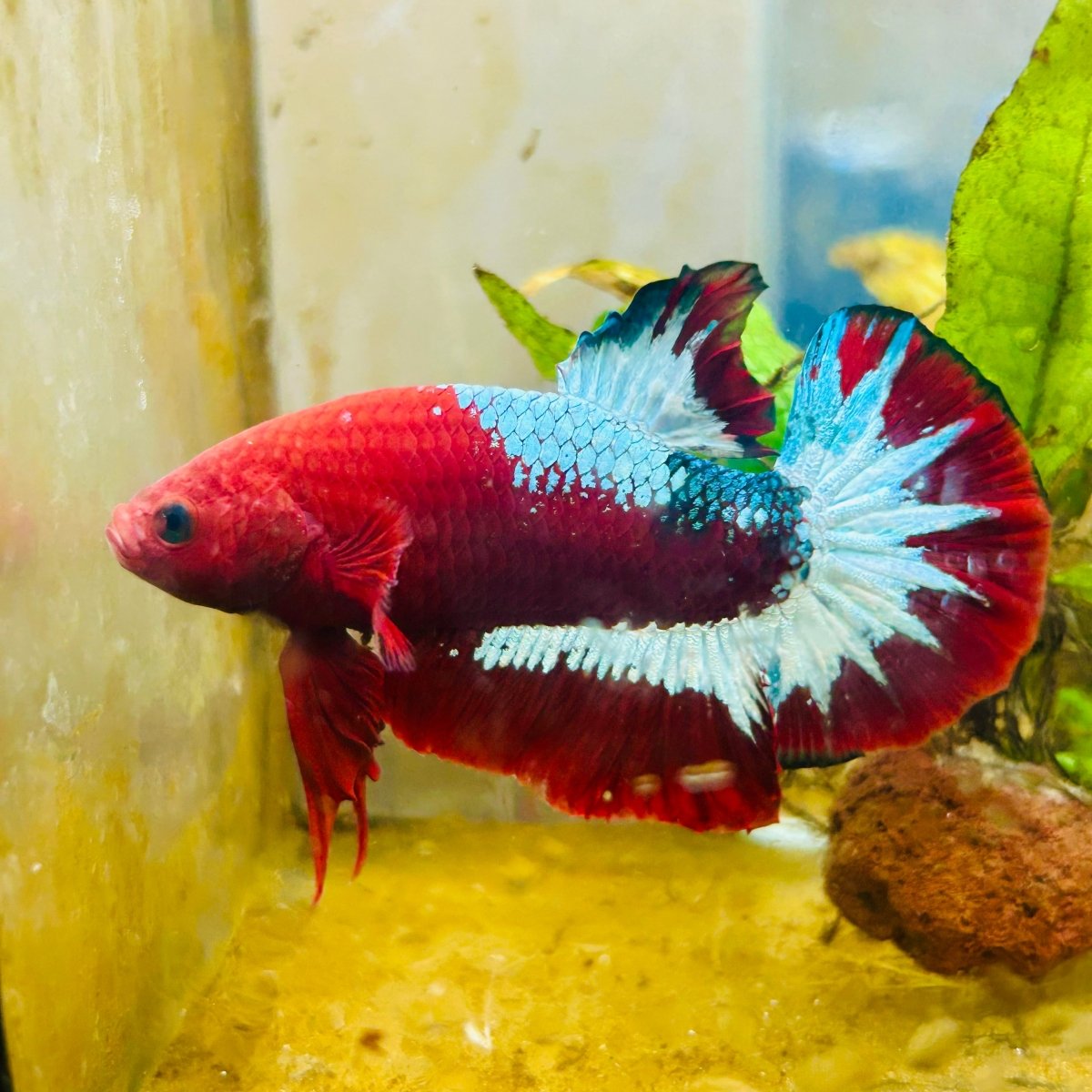 Plakat Red Fancy Male Betta 083 Live Betta Fish Male betta
