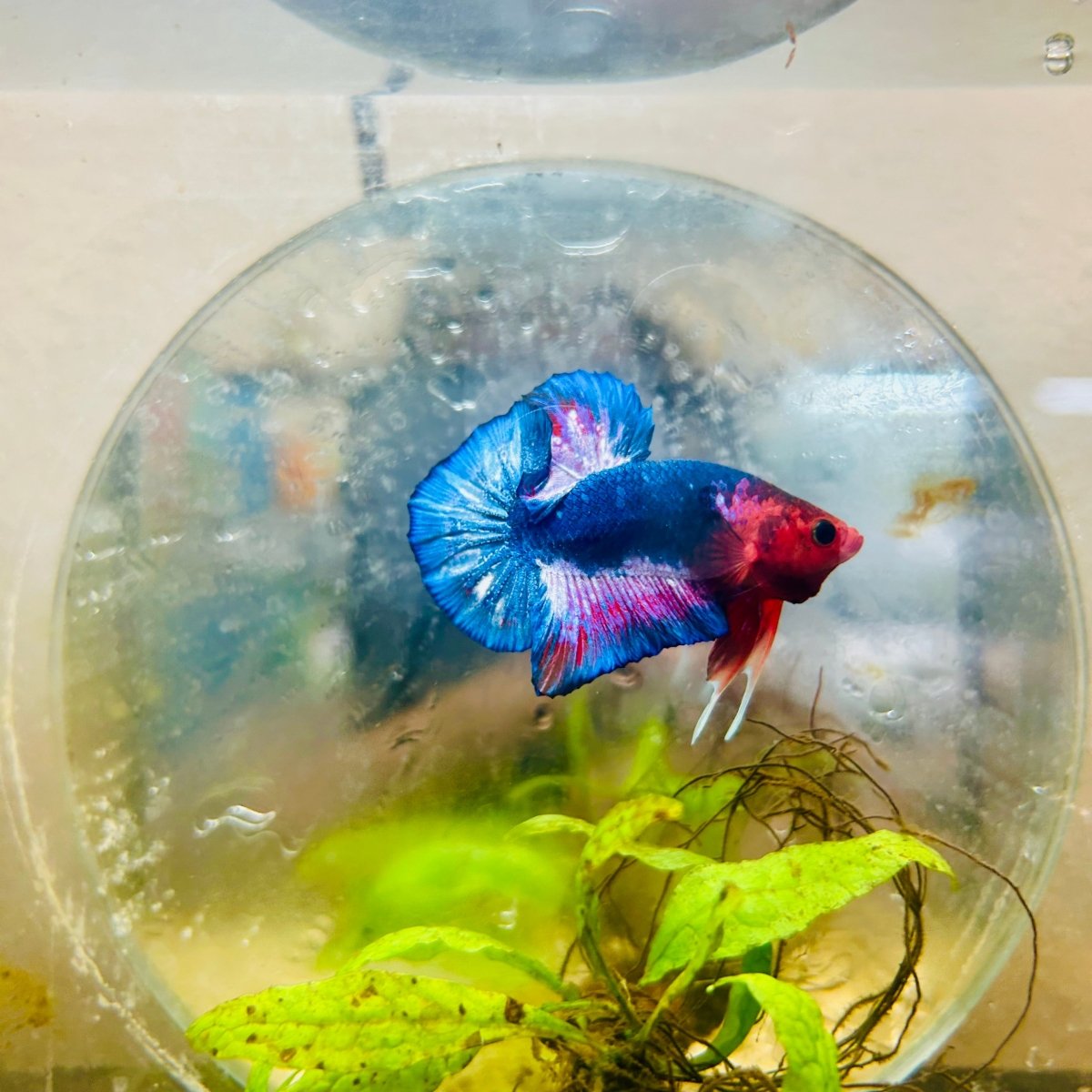 Plakat Red Fancy Male Betta 114 Male betta