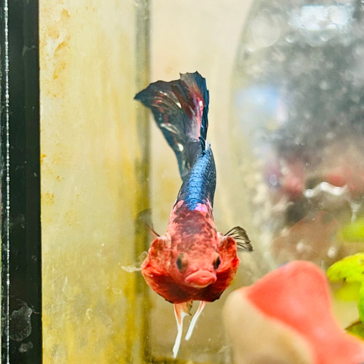 Plakat Red Fancy Male Betta 114 Male betta