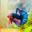 Plakat Red Fancy Male Betta 114 Male betta