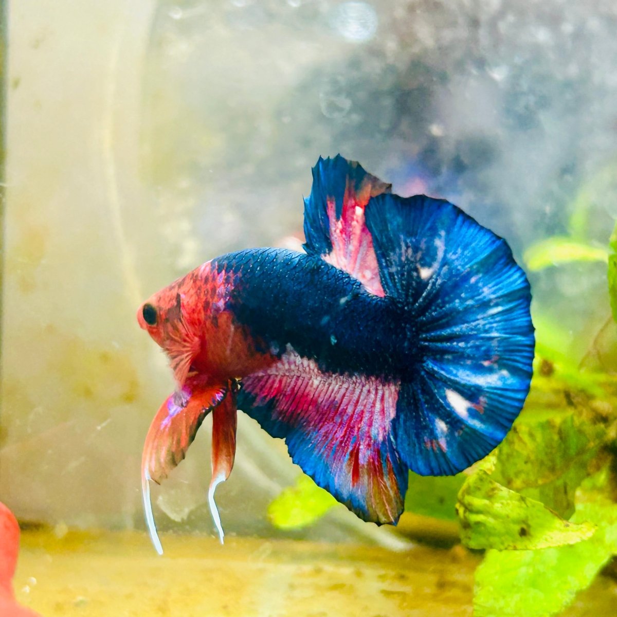 Plakat Red Fancy Male Betta 114 Male betta