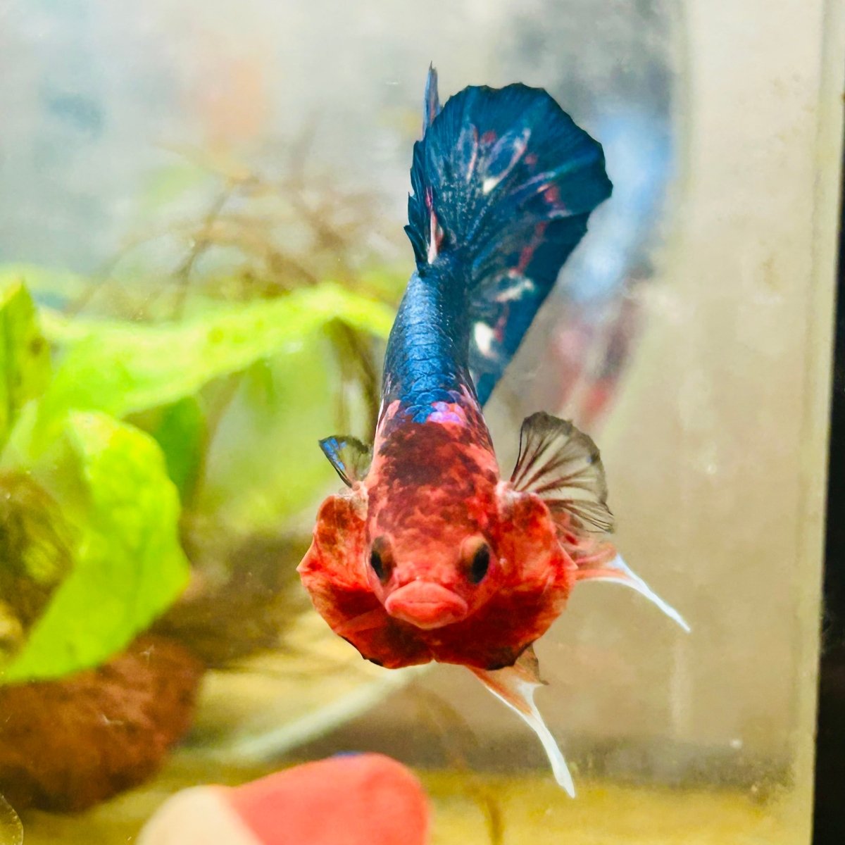 Plakat Red Fancy Male Betta 114 Male betta