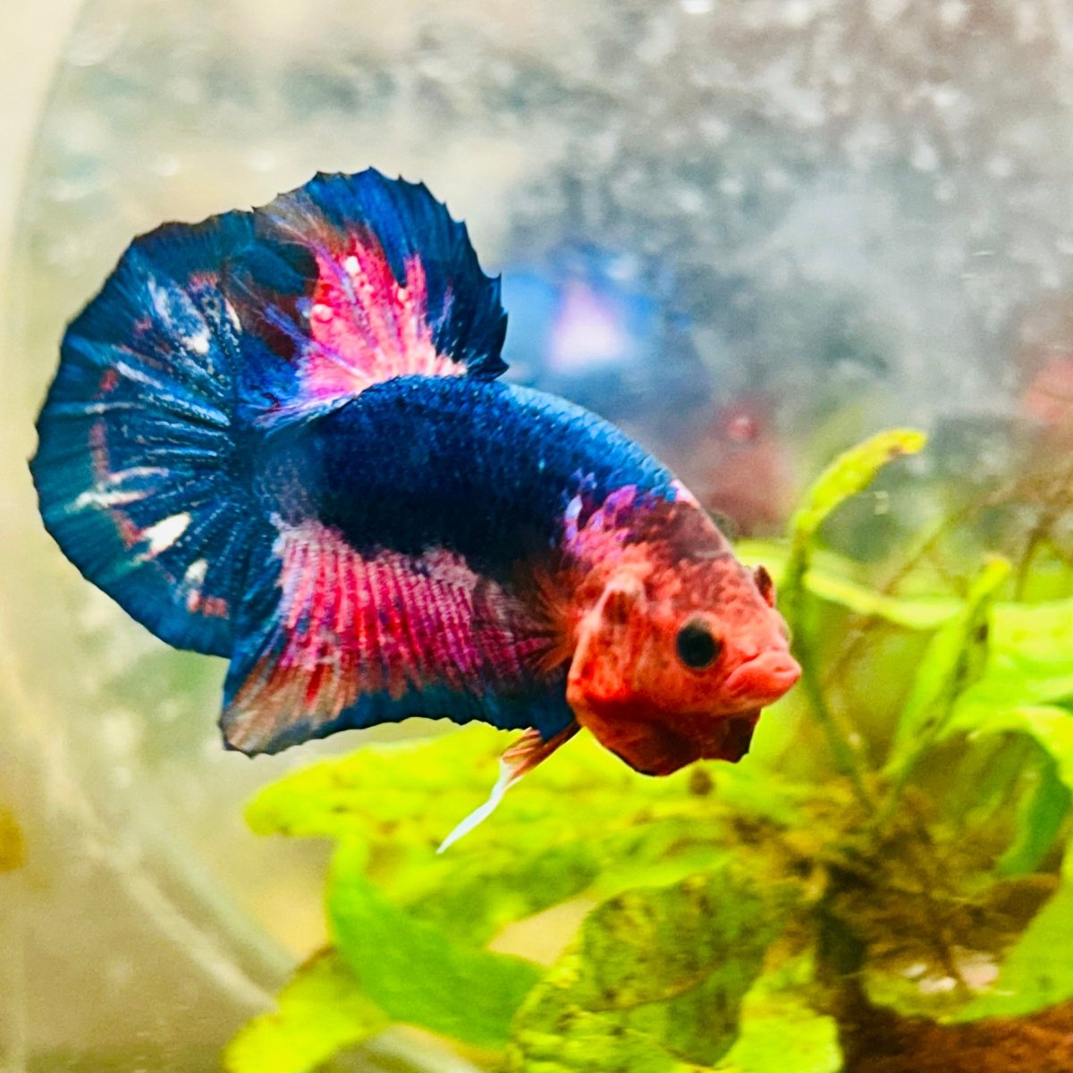Plakat Red Fancy Male Betta 114 Male betta