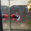 Plakat Red Fancy Male Betta 154 Male betta