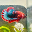 Plakat Red Fancy Male Betta 154 Male betta